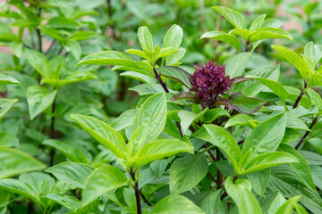 Fresh Sweet Basil or thyme (Ocimum basilicum)on blurred greenery background in garden, sunlight...