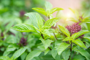Fresh Sweet Basil or thyme (Ocimum basilicum)on blurred greenery background in garden, sunlight with copy space. Natural green plants, ecology, fresh wallpaper. Concept nature background
