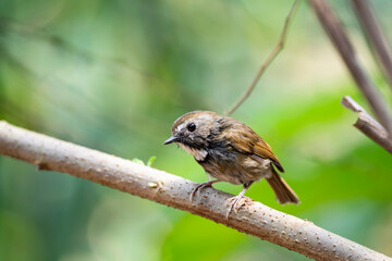 Obraz premium White - gorgeted Flycatcher
