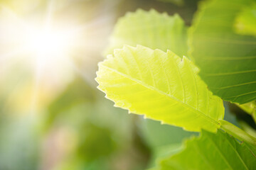 Dillenia or Simpor ( Dillenia suffruticosa ) on blurred greenery background in garden. Green leaves with flower concept nature background