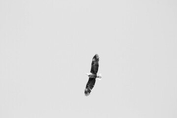 Flying bald eagles in northern Ontario, Canada