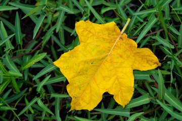 Bright yellow leaves on the ground green leaves, perfect for use as wallpaper or designs and advertisements.