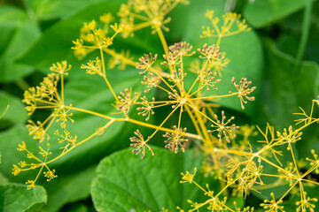 Bright yellow dill flower (Anethum graveolens) blossom with sunlight, Concept nature background perfect use as wallpaper. Fennel flower blooming on blurred greenery background in kitchen garden.