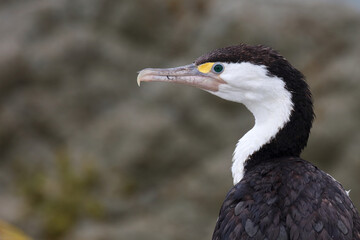 Elsterscharbe / Australian pied cormorant / Phalacrocorax varius