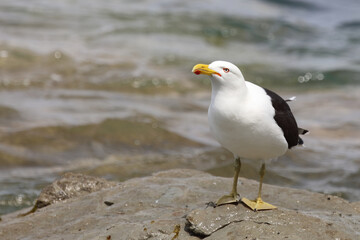 Dominikanermöwe / Southern black-backed gull / Larus dominicanus