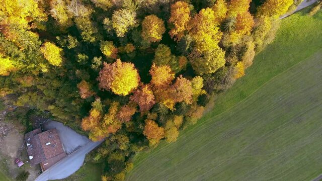 Top view drone shot of a little grove in beautiful autumn colors in the Austrian Alps