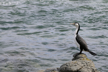 Elsterscharbe / Australian pied cormorant / Phalacrocorax varius