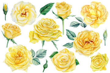 Naklejka na ściany i meble Roses on an isolated white background, yellow flowers. Watercolor botanical illustration