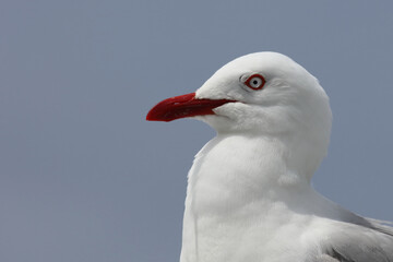 Rotschnabelmöwe / Red-billed gull / Larus scopulinus