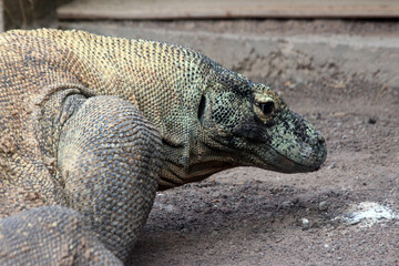 Komodowaran