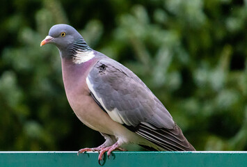 close up of a pigeon