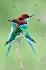 beautiful green and blue with red head birds aiming to flying bee as it delicious fresh meals