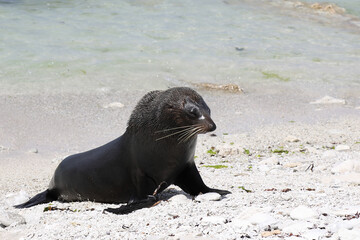 Neuseeländischer Seebär / New Zealand fur seal / Arctocephalus forsteri