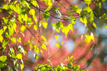 Green leaves with red background with sunlight in the morning