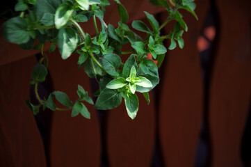 Close up on a green oregano leaves in bright light in the herb garden on the wooden background with copy space