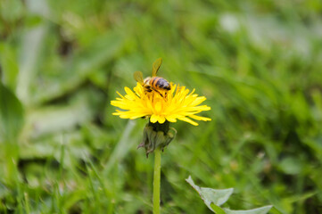 Bee pollinating yellow dandelion