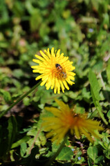Bee pollinating yellow dandelion