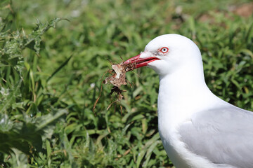 Rotschnabelmöwe / Red-billed gull / Larus scopulinus