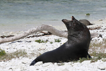 Neuseeländischer Seebär / New Zealand fur seal / Arctocephalus forsteri
