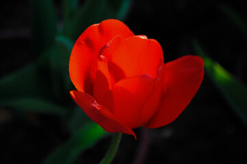 Red tulip on the dark background at the golden hour in the garden in Poland