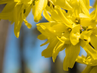 Close-up of yellow forsythia blooming flowers in spring. Forsythia is bushy. Forsythia curb, ornamental deciduous shrub of garden origin. Blooming forsythia in the park..Blue sky in the background