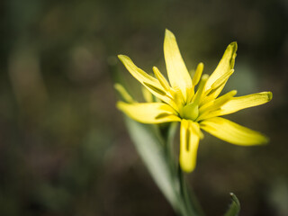 Wildflowers in a spring meadow. Small yellow flowers Gageya, or Goose bow, or Bird bow. A close-up of a goose onion. Spring flowers in the forest. Walk in the protected park