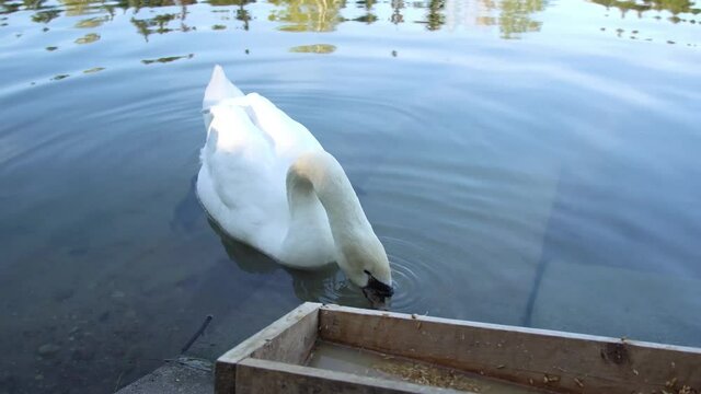 the swan eats from the feeder. White Swan.