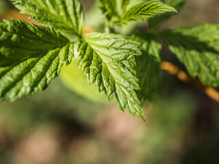 The first young raspberry leaves. Close-up of new leaves. Raspberry leaves in spring. Young leaves of raspberry on the nature in the forest. Blurred background. View from above