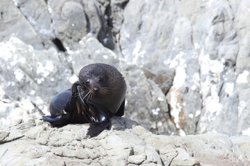 Neuseeländischer Seebär / New Zealand fur seal / Arctocephalus forsteri