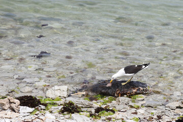 Dominikanermöwe / Southern black-backed gull / Larus dominicanus..