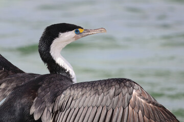 Elsterscharbe / Australian pied cormorant / Phalacrocorax varius