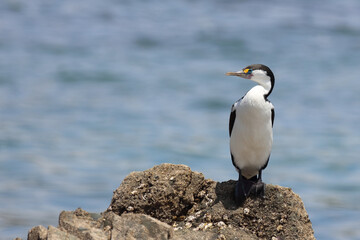 Elsterscharbe / Australian pied cormorant / Phalacrocorax varius