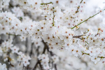 Flowering small white flowers on the branches, sakura, cherry, plum