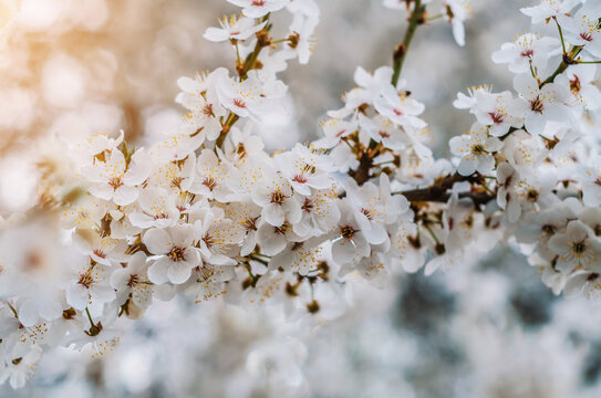 White cherry blossom flowers. Flowering spring trees.