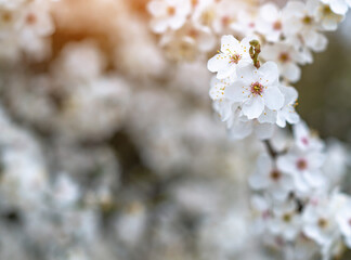 White cherry blossom flowers. Flowering spring trees.