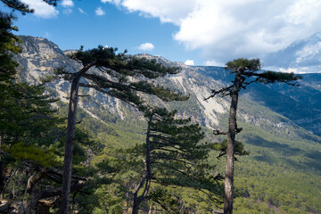 Pine tree on the rock. Rocky Mountains.