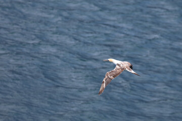 Australischer Tölpel / Australasian gannet / Morus serrator.