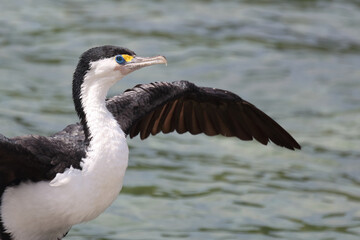 Elsterscharbe / Australian pied cormorant / Phalacrocorax varius