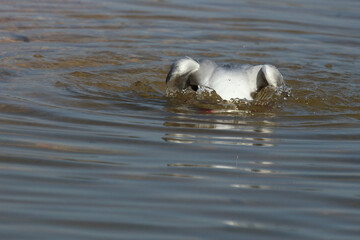 Rotschnabelmöwe / Red-billed gull / Larus scopulinus