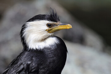Australische Zwergscharbe oder Kräuselscharbe / Little pied cormorant or Little shag / Microcarbo melanoleucos