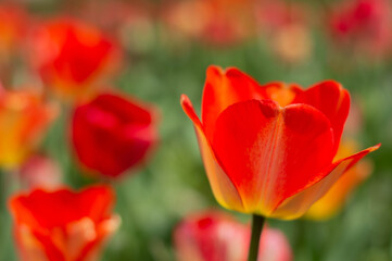 Obraz premium Blurred image of blooming tulips in red tones.