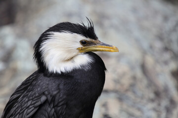 Australische Zwergscharbe oder Kräuselscharbe / Little pied cormorant or Little shag / Microcarbo melanoleucos