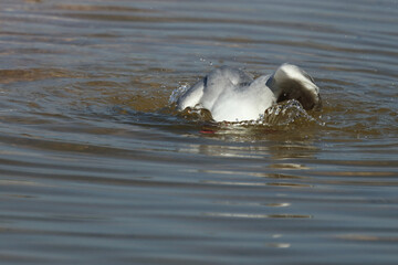 Fototapeta premium Rotschnabelmöwe / Red-billed gull / Larus scopulinus