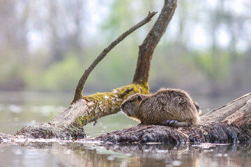 The muskrat (Ondatra zibethicus) resting on a tree