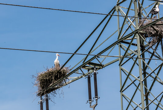 Stork, wildlife. Technologie, Germany - Stork couples built their nests on a steel mast, a 220 kV high voltage line, in the bird sanctuary Amöneburg Basin, on a cloudless day in April.