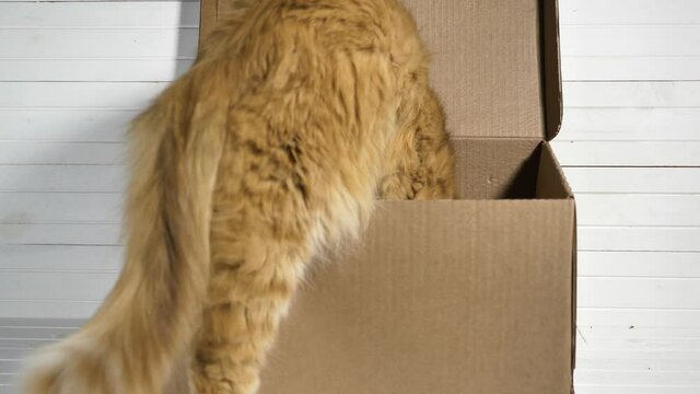 Curious red cat with long fluffy hair gets inside open large cardboard box standing on white wooden table in room close view