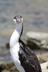 Elsterscharbe / Australian pied cormorant / Phalacrocorax varius