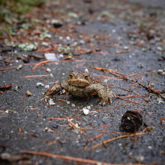 A frog on an asphalt road during a rainy day, High Tatras, Slovakia