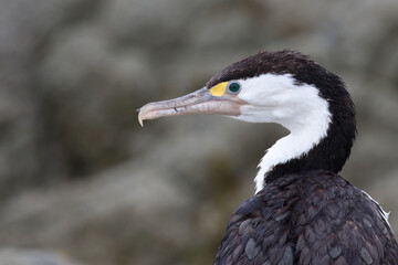 Elsterscharbe / Australian pied cormorant / Phalacrocorax varius