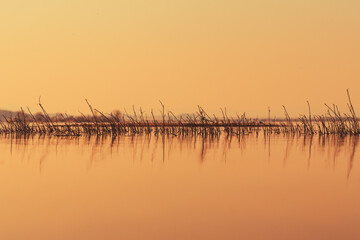 water grass protruding above the surface of calm water in orange tone